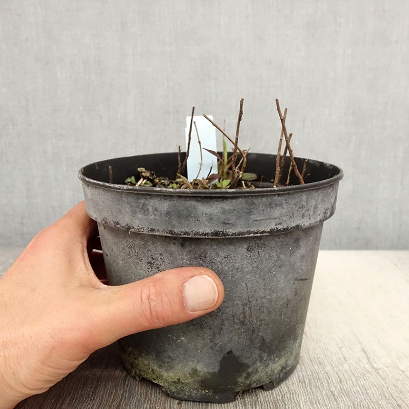 Solidago rugosa - Verge d'or rugueuse Pot de 2L/3L sample as delivered in spring