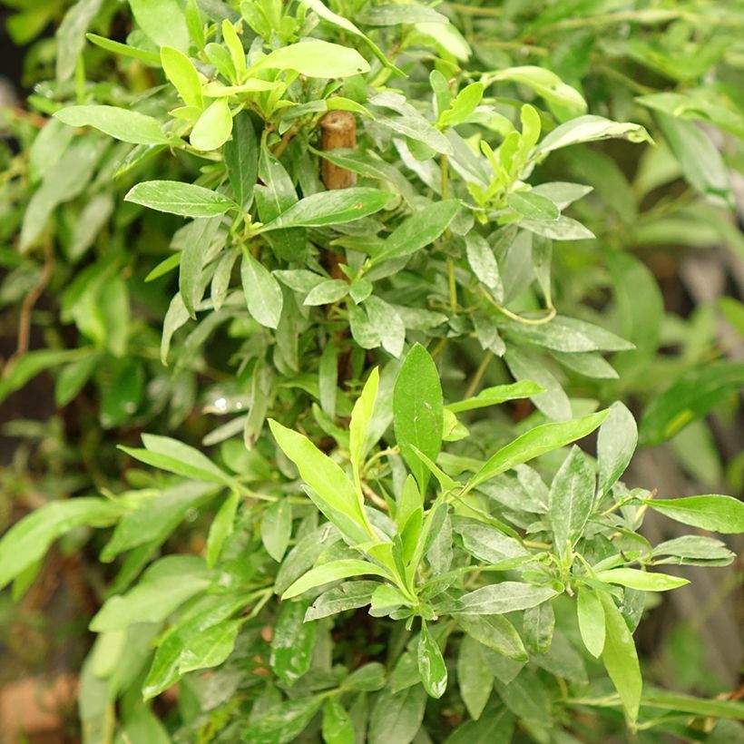 Sollya heterophylla Rosea (Foliage)