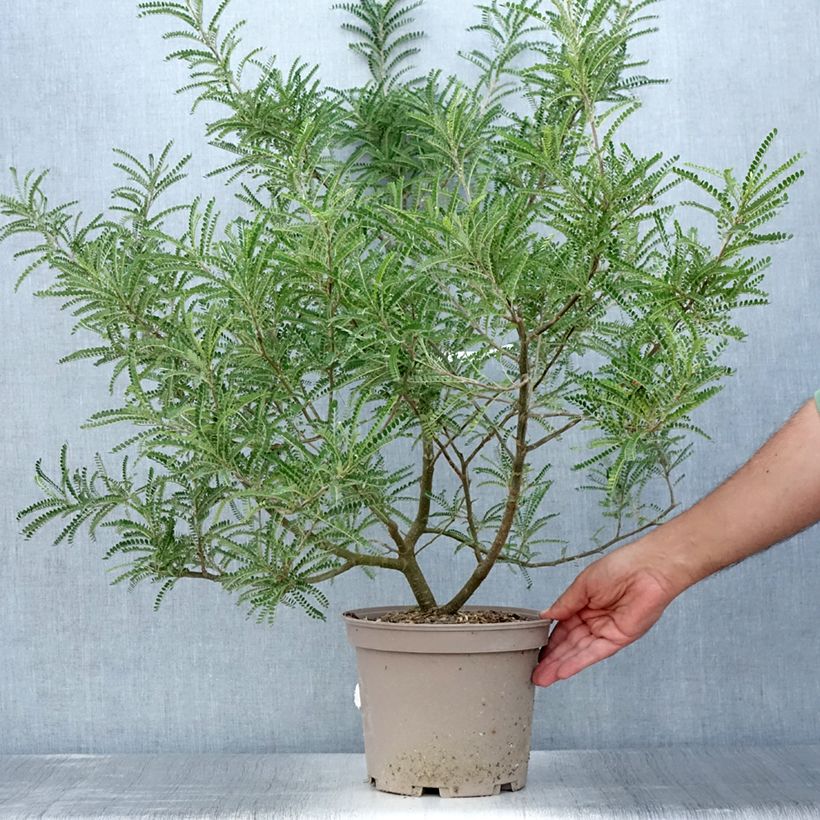 Sophora microphylla Dragon's Gold - Sophora nain Pot de 4L/5L sample as delivered in summer