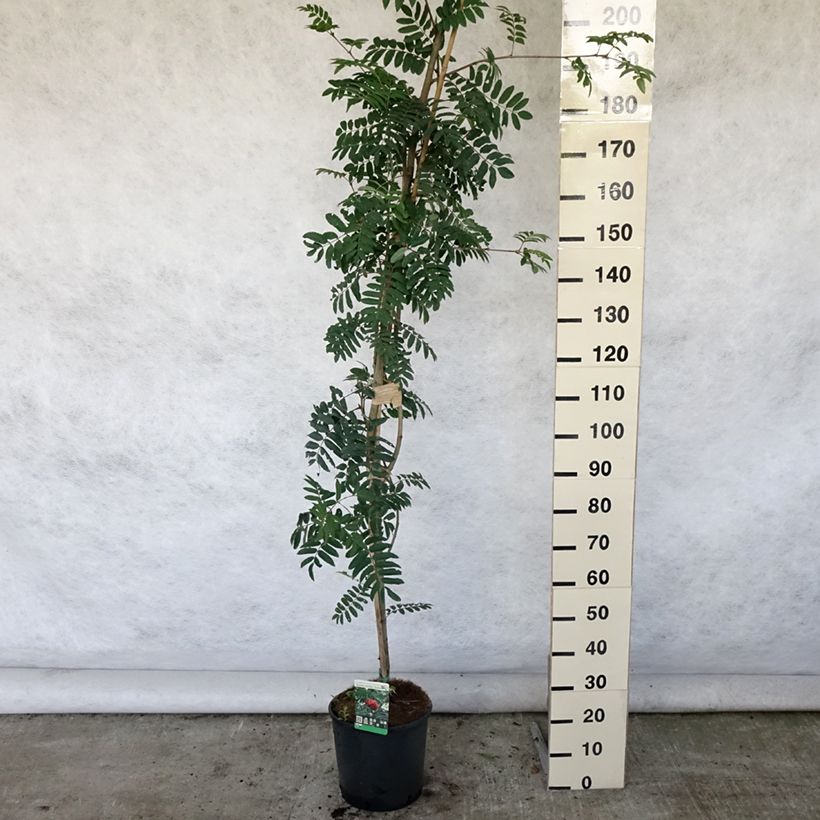 Sorbus aucuparia Sheerwater Seedling 7.5L/10L potShipped height around 250cm sample as delivered in summer