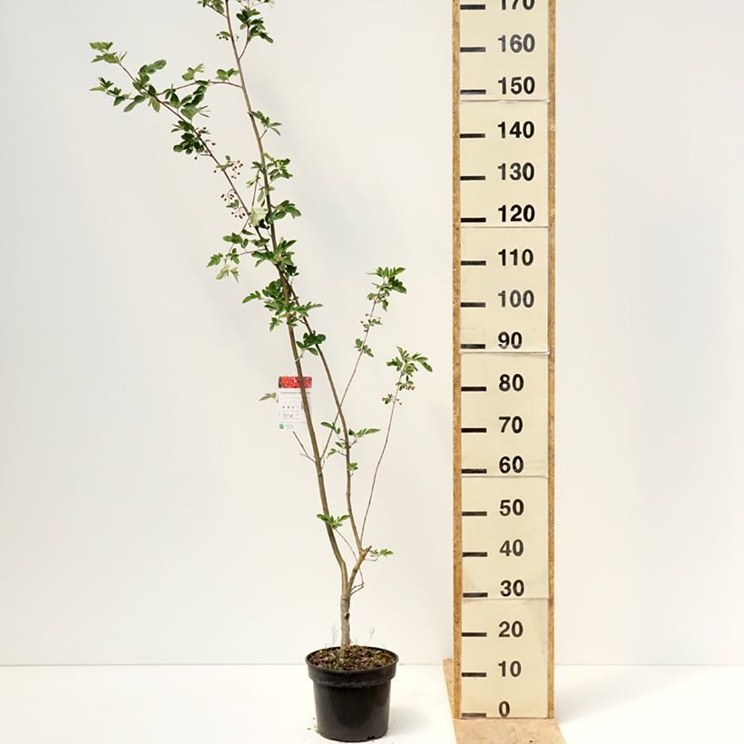 Sorbocotoneaster pozdnjakovii 4L/5L potShipped height around 160/180cm sample as delivered in spring