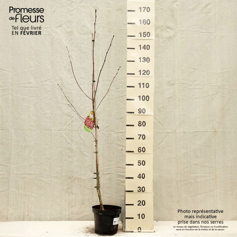 Crataegosorbus Grananatnaja 4L/5L potShipped height around 120/140cm sample as delivered in winter