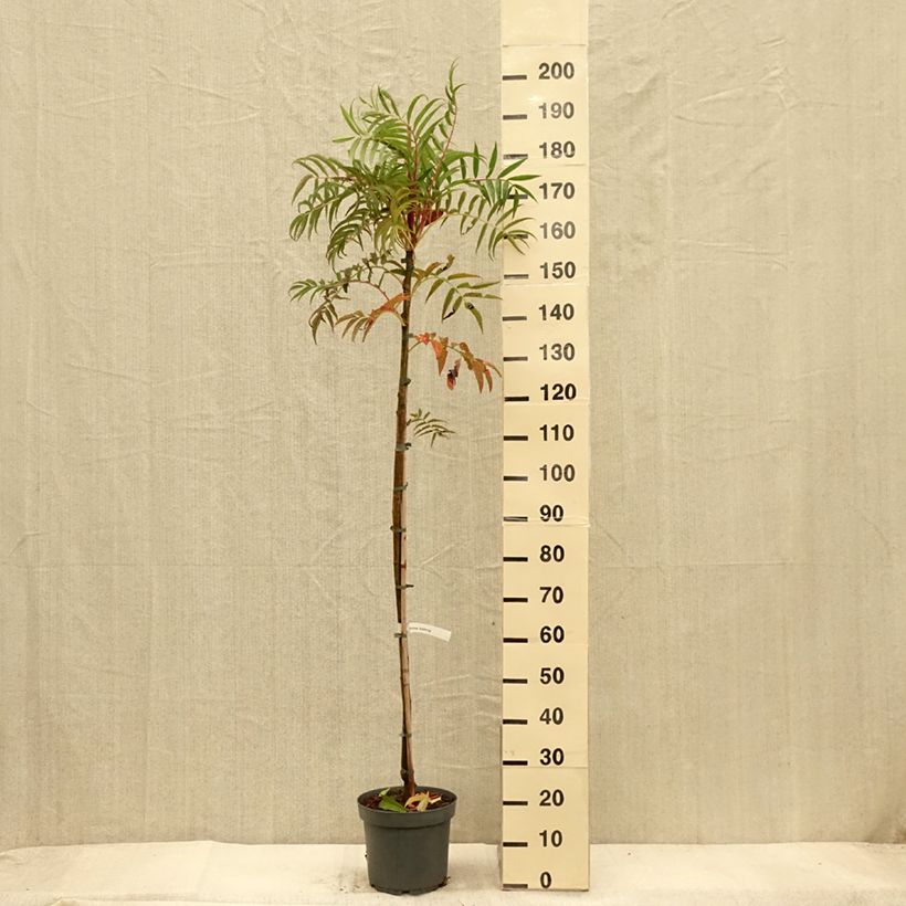 Sorbier - Sorbus commixta Dodong (Olympic Flame) - Pot de 7,5L/10L sample as delivered in autumn