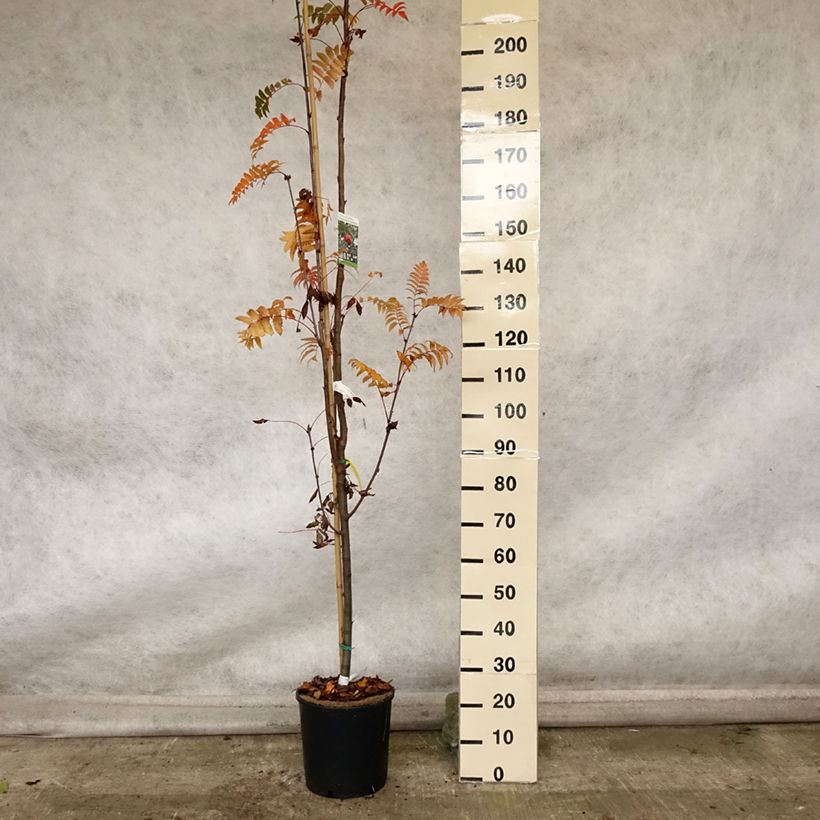 Sorbus arnoldiana Pink Veil 4L/5L pot sample as delivered in autumn