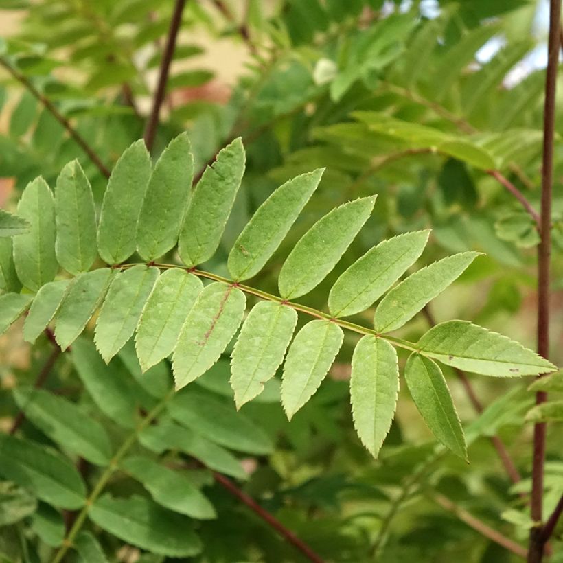 Sorbus arnoldiana Pink Veil (Foliage)