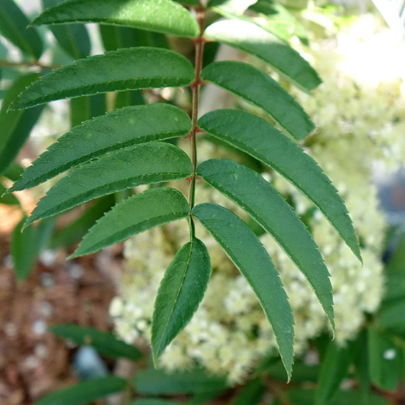Sorbus aucuparia Autumn Spire (Foliage)