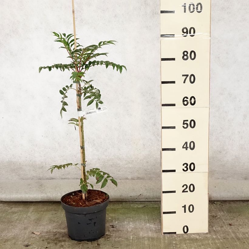 Sorbus aucuparia Autumn Spire 4L/5L pot sample as delivered in summer