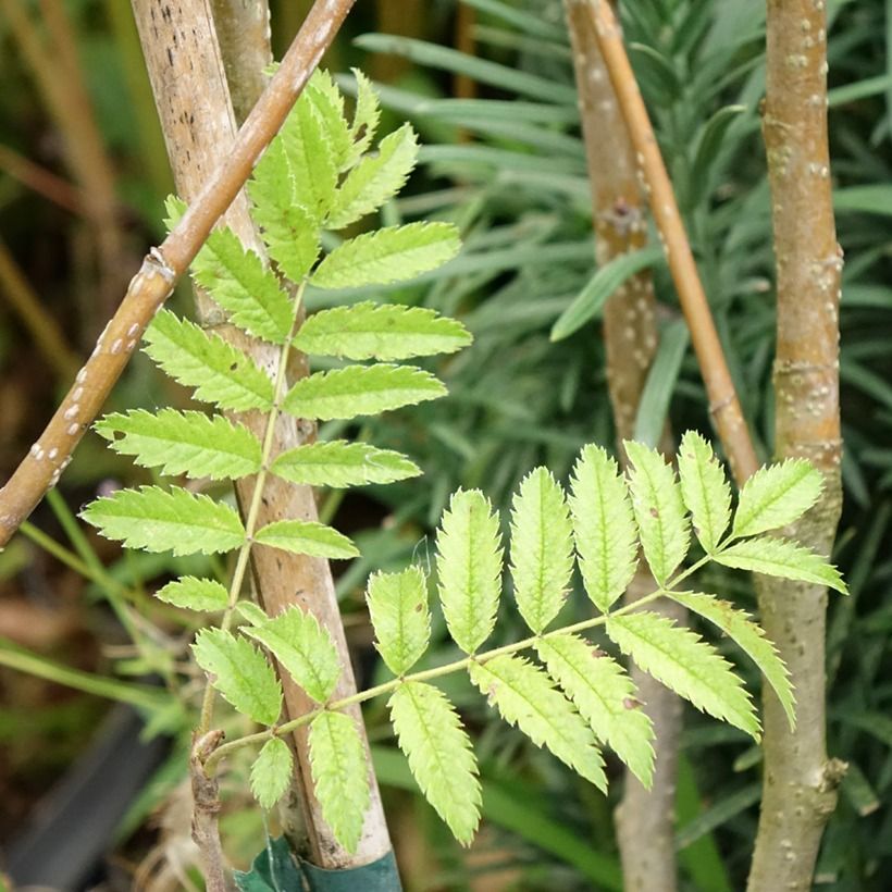 Sorbus matsumurana - Japanese rowan (Foliage)