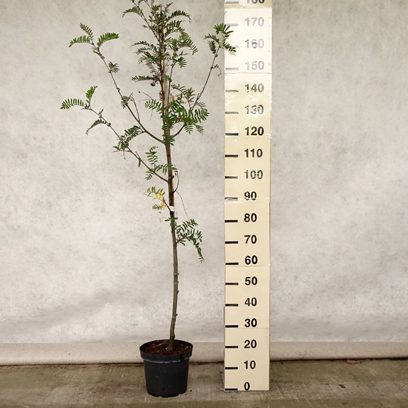 Sorbus scalaris 7.5L/10L pot sample as delivered in summer