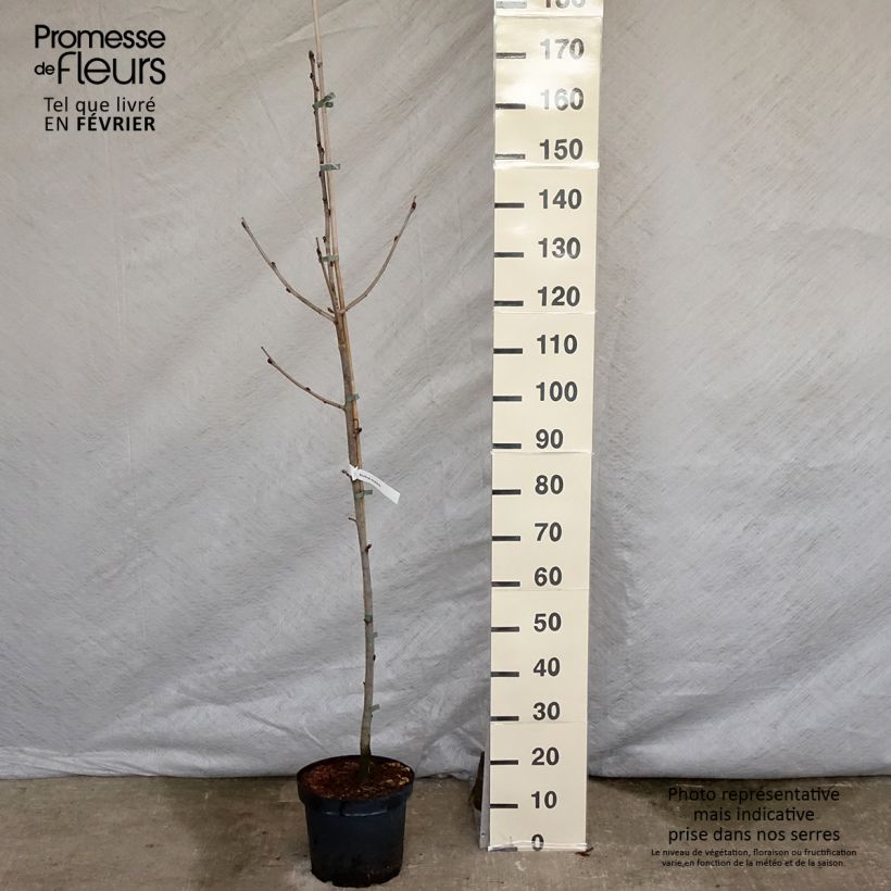 Sorbus scalaris - Sorbier à feuilles de fougère Pot de 7,5L/10L sample as delivered in winter