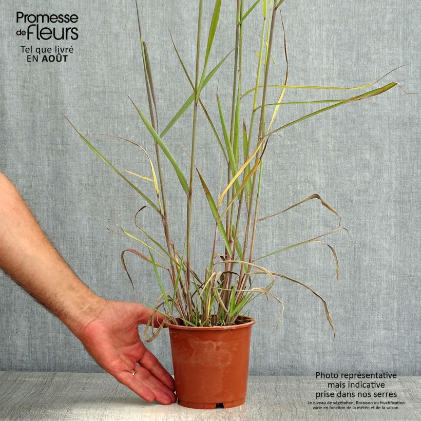 Sorghastrum nutans Sioux Blue - Herbe des Indiens Pot de 1L/1.5L sample as delivered in summer