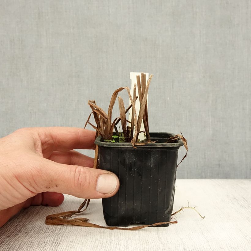 Sparganium erectum 8/9 cm pot sample as delivered in autumn