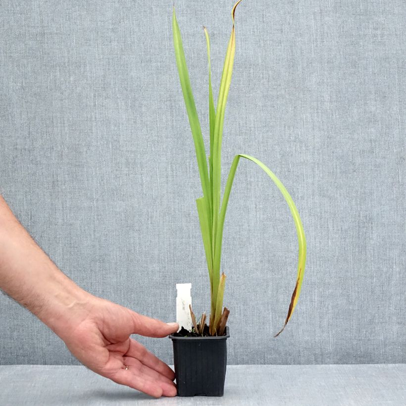 Sparganium erectum 8/9 cm pot sample as delivered in summer