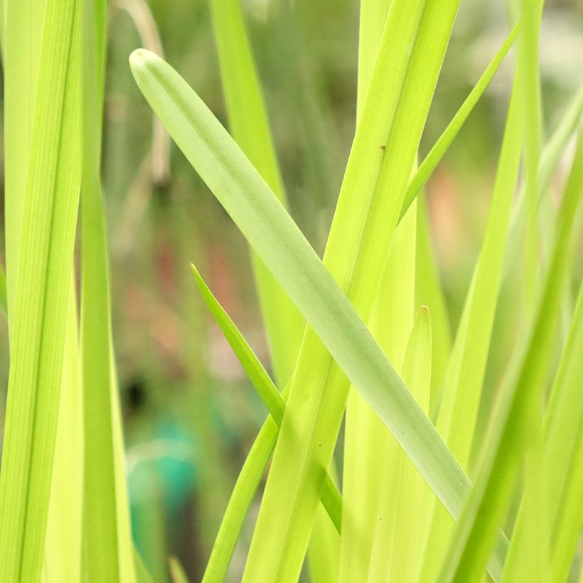 Sparganium erectum (Foliage)