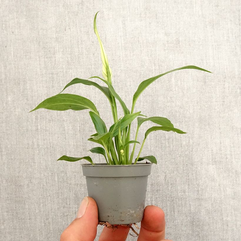 Spathiphyllum wallisii Tanni - Peace lily Mini-plante sample as delivered in spring