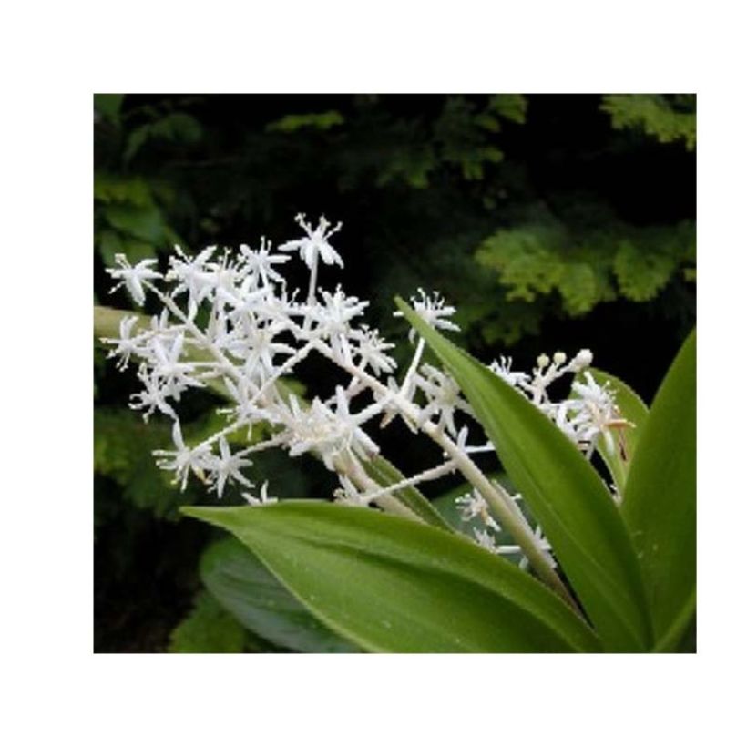 Speirantha convallarioides  (Flowering)
