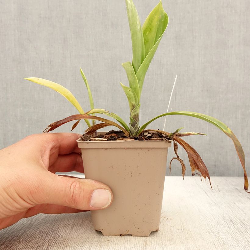 Speirantha convallarioides - Muguet de Chine Godet de 8/9 cm sample as delivered in spring