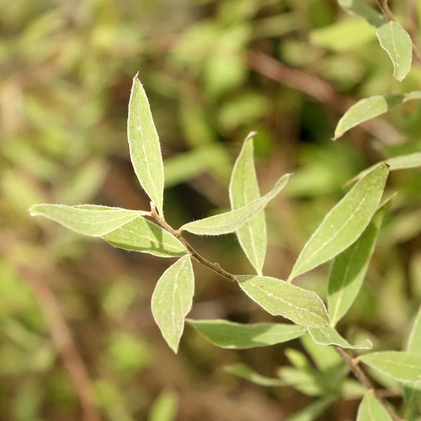 Spiraea cinerea Graciosa (Foliage)