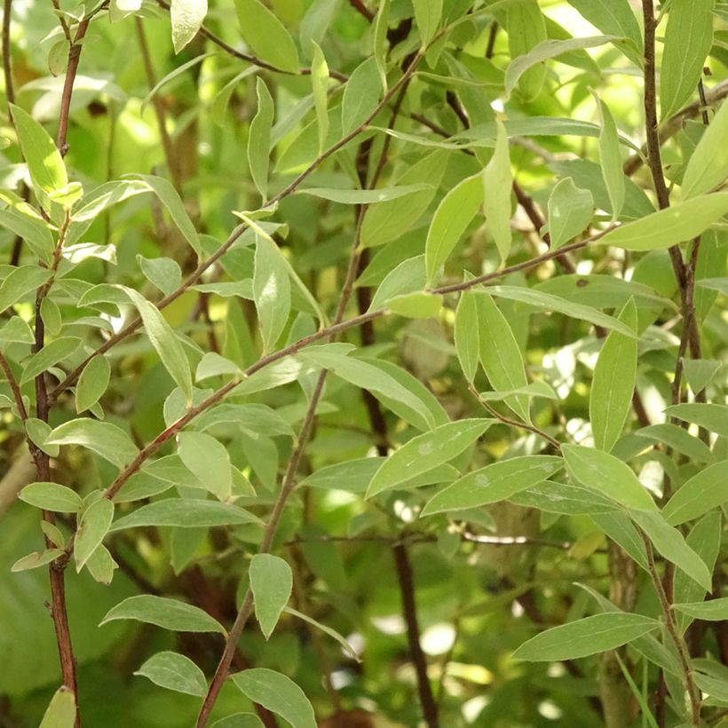 Spiraea cinerea Grefsheim (Foliage)