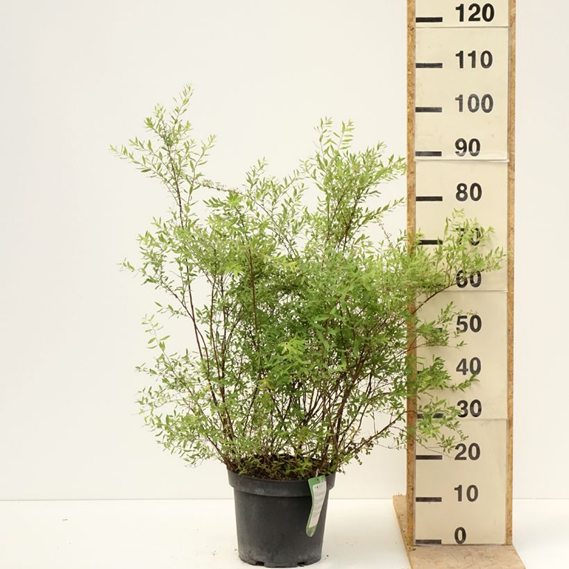 Spiraea cinerea Grefsheim - Spirée dentelée en pot de 7,5L/10L sample as delivered in spring