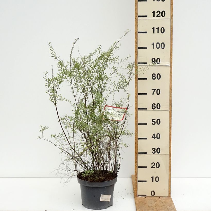 Spiraea cinerea Grefsheim 7.5L/10L pot sample as delivered in summer