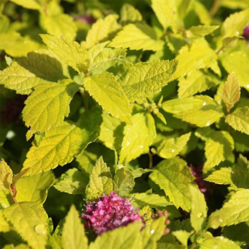 Spiraea japonica Double Play Gold (Foliage)