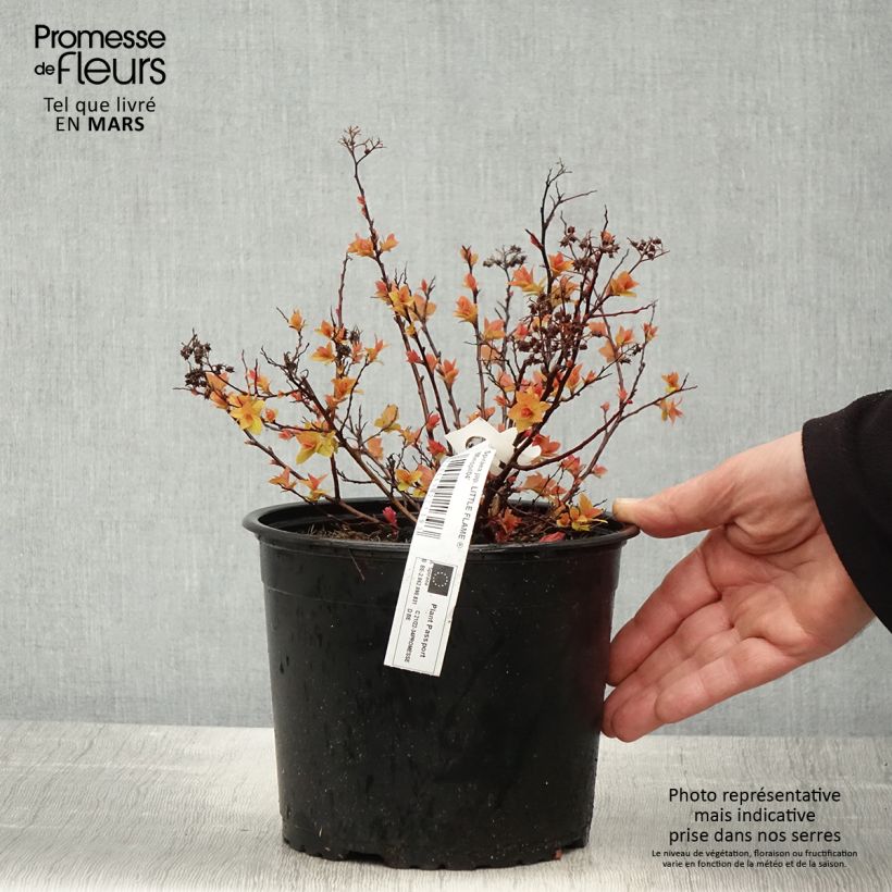 Spiraea japonica Little Flame Minspil04 - Spirée japonaise - Pot de 2L/3L sample as delivered in spring