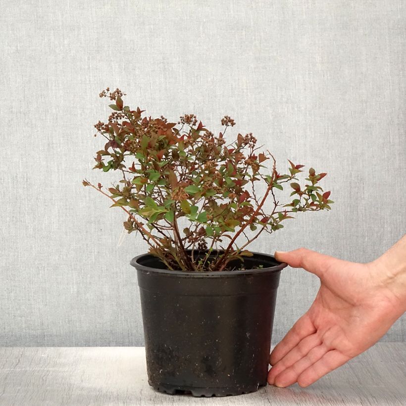 Spiraea japonica Merlo Green - Spirée japonaise Pot de 2L/3L sample as delivered in spring