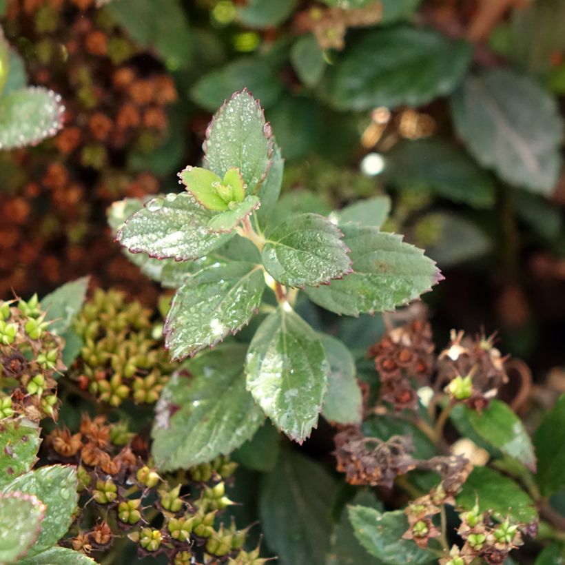 Spiraea japonica Odessa (Foliage)