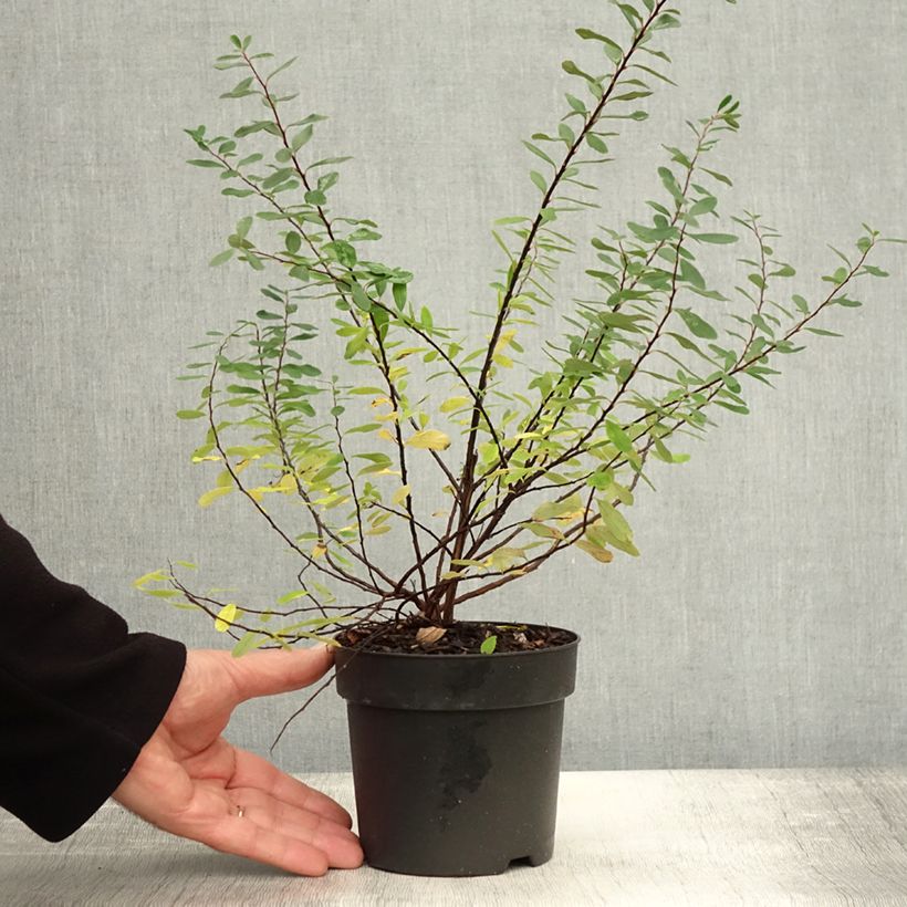 Spiraea nipponica Snowmound 1L/1.5L pot sample as delivered in autumn