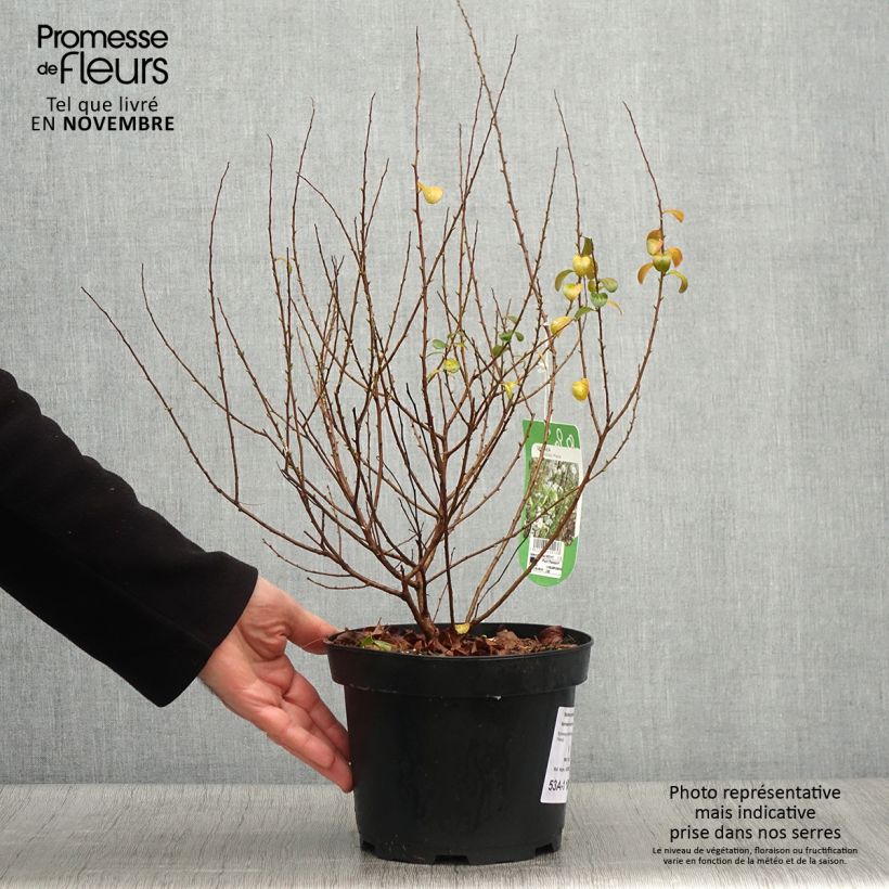 Spiraea prunifolia Plena - Spirée blanche Pot de 2L/3L sample as delivered in autumn