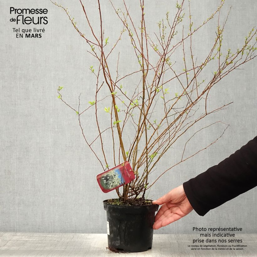 Spiraea prunifolia - Spirée à feuilles de Prunier Pot de 2L/3L sample as delivered in spring