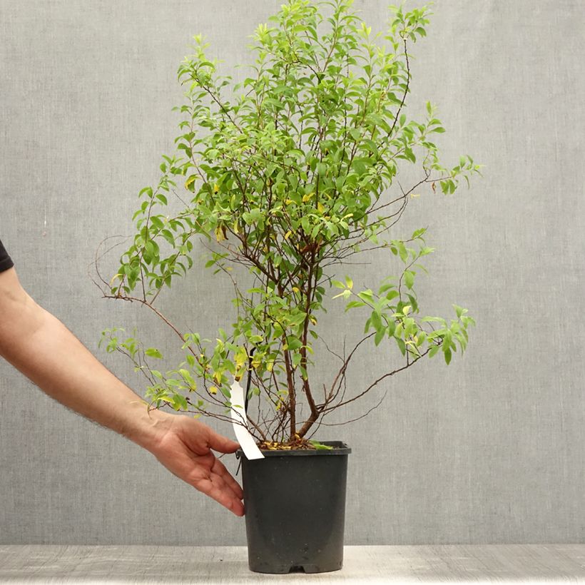 Spiraea thunbergii Fujino Pink 3L/4L pot sample as delivered in summer