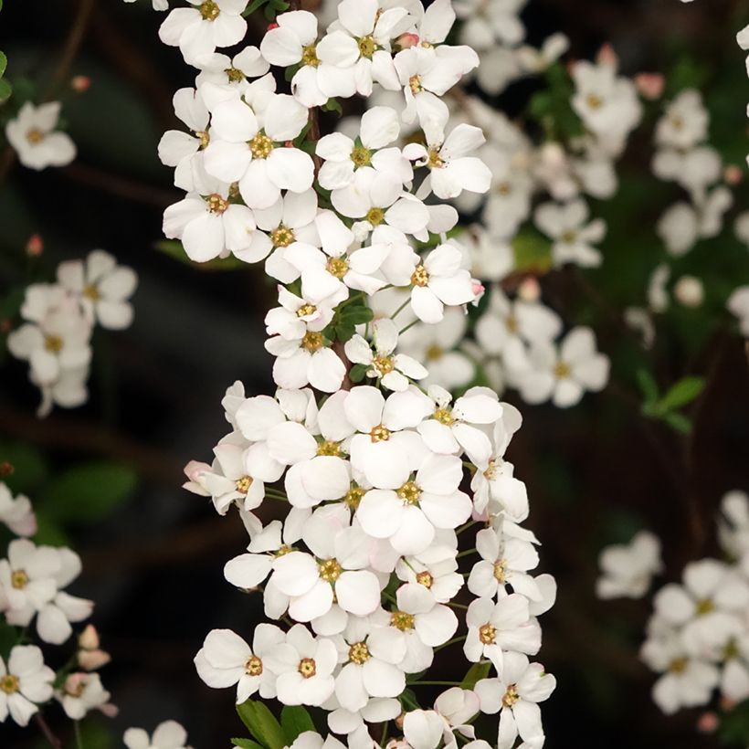 Spiraea thunbergii Fujino Pink (Flowering)
