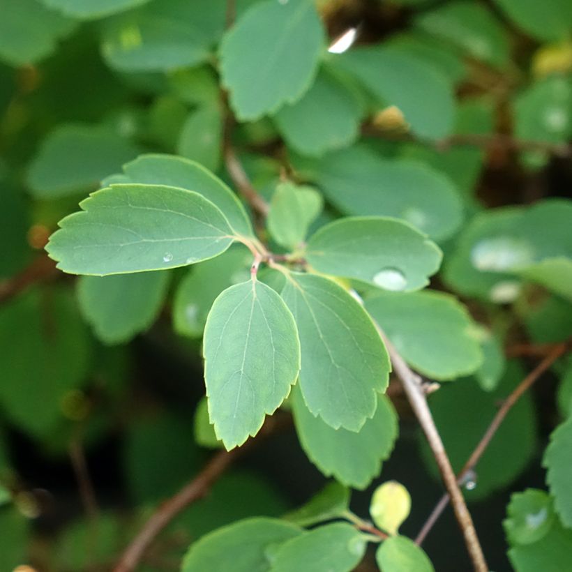 Spiraea x vanhouttei (Foliage)