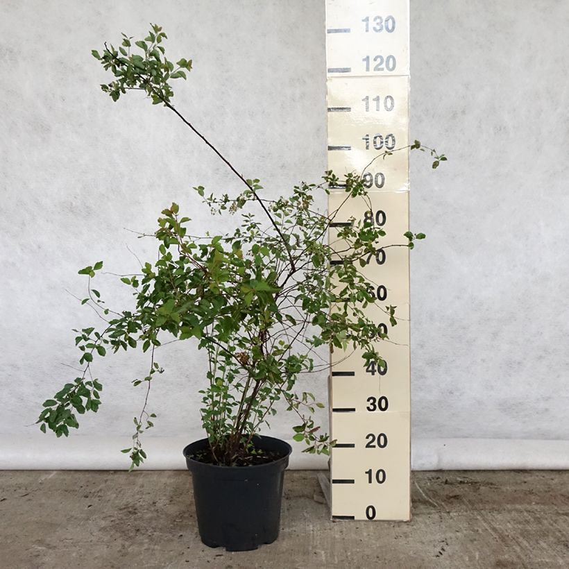 Spiraea x vanhouttei 7.5L/10L potShipped height around 80+cm sample as delivered in spring