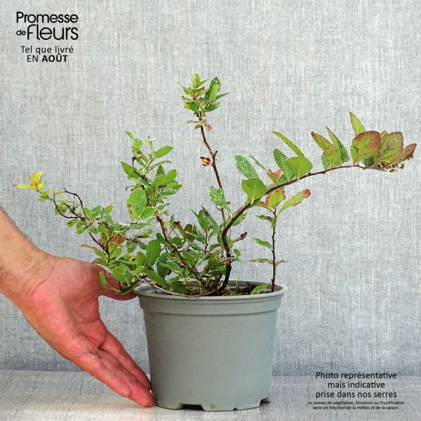 Spiraea betulifolia PINK SPARKLER  COURISPI01 2L/3L pot sample as delivered in summer