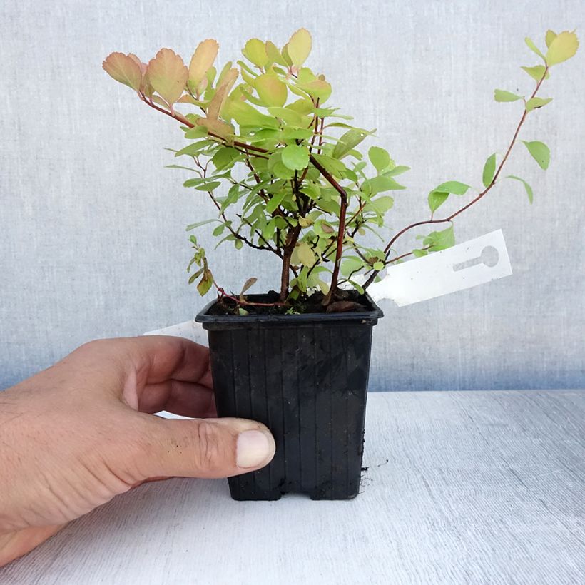 Spiraea betulifolia Tor 8/9 cm pot sample as delivered in summer
