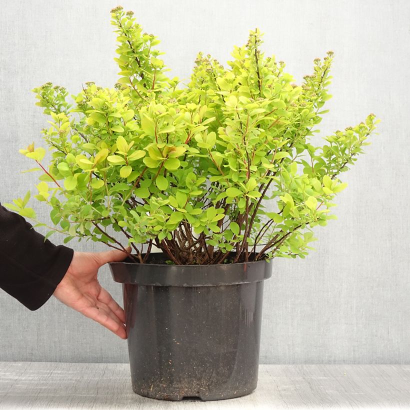Spiraea betulifolia Tor Gold 7.5L/10L potShipped height around 40/50cm sample as delivered in spring