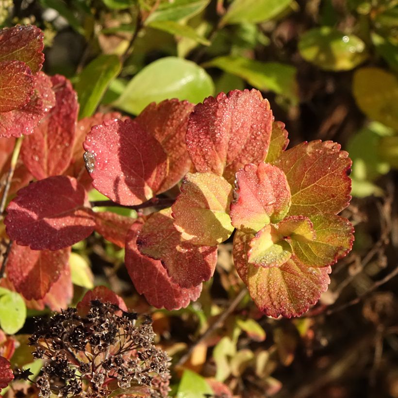 Spiraea betulifolia Tor Gold (Foliage)