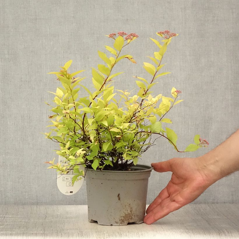 Spiraea japonica Candlelight 2L/3L potShipped height around 20/30cm sample as delivered in summer