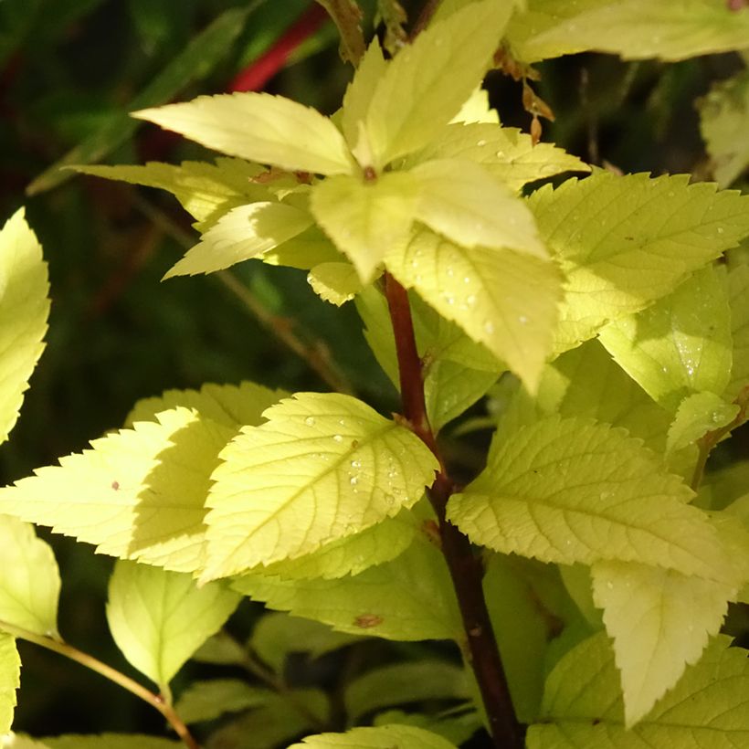 Spiraea japonica Candlelight (Foliage)