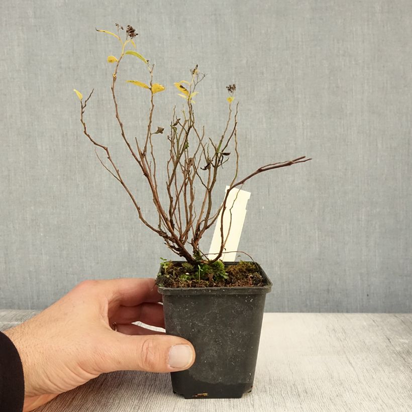 Spiraea japonica Albiflora 8/9 cm pot sample as delivered in autumn