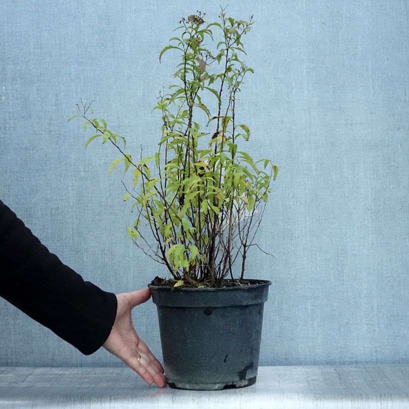 Spiraea japonica Crispa 3L/4L pot sample as delivered in autumn