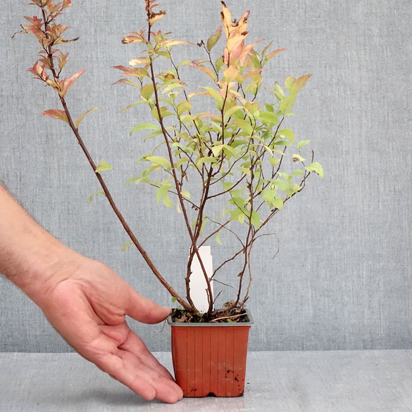 Spiraea japonica Firelight 8/9 cm pot sample as delivered in summer