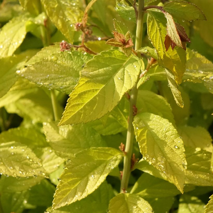 Spiraea japonica Golden Princess (Foliage)