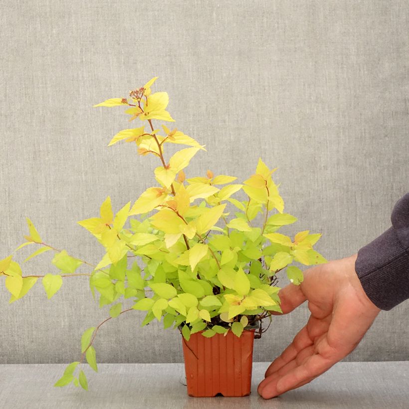 Spiraea japonica Goldmound 8/9 cm pot sample as delivered in spring