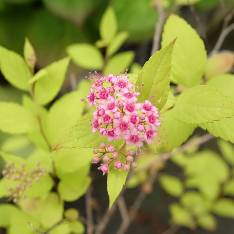 Spiraea japonica Goldmound (Flowering)