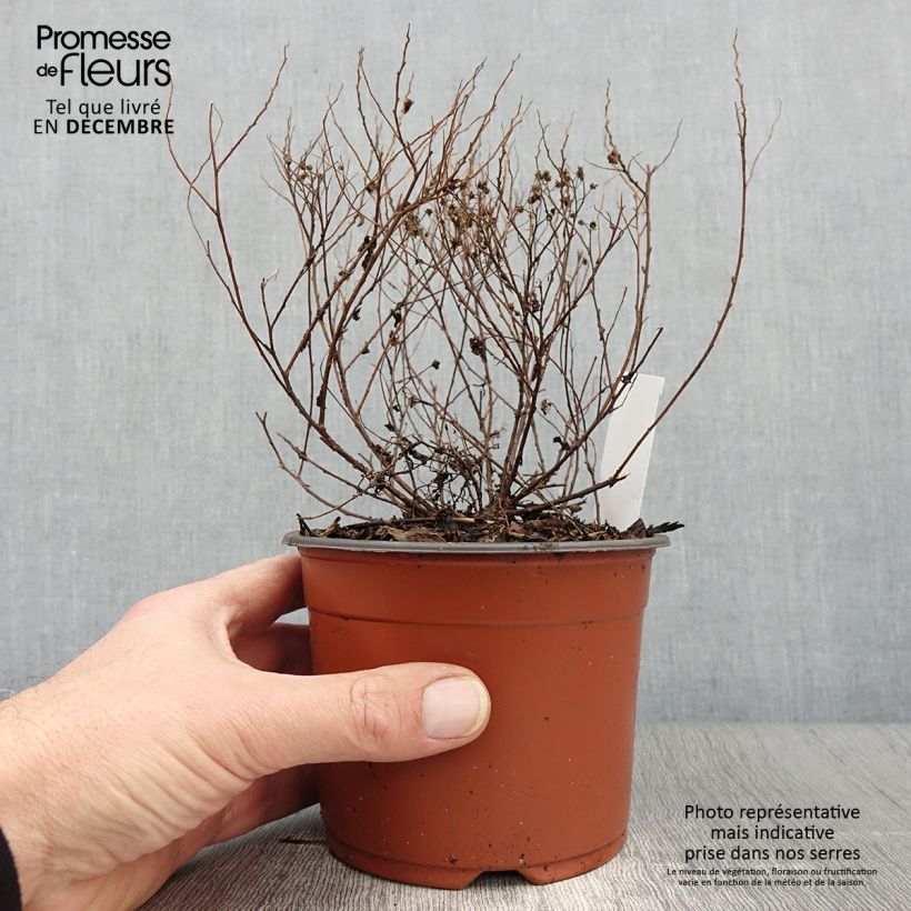 Spiraea japonica Little Princess 8/9 cm pot sample as delivered in autumn