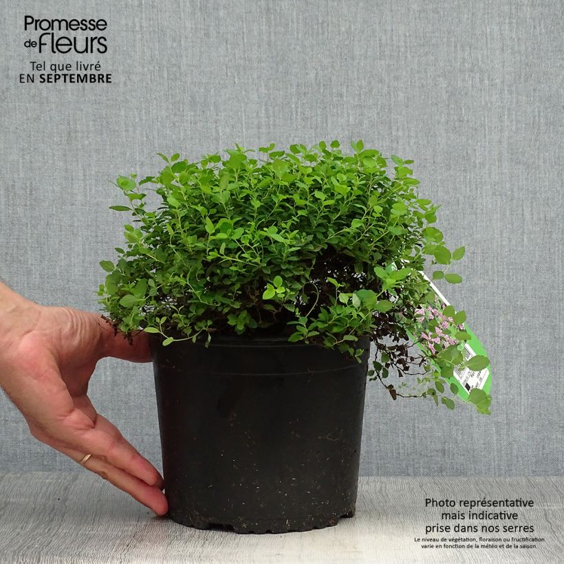 Spiraea japonica Little Princess 2L/3L pot sample as delivered in autumn
